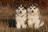 ALASKAN MALAMUTE 593